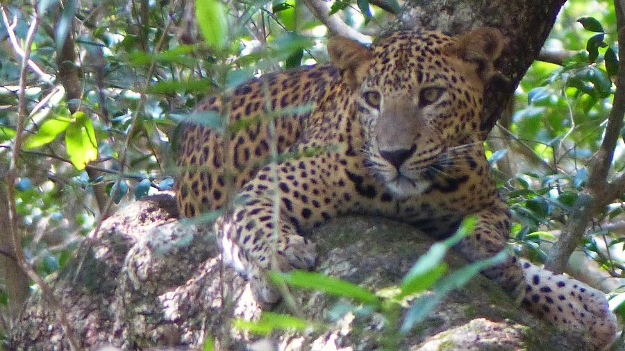Bhutan Fauna Leopard P1230042 900x506