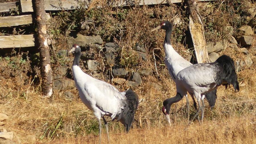 Bhutan Fauna Vogelwelt Schwarzhalskraniche P1020608
