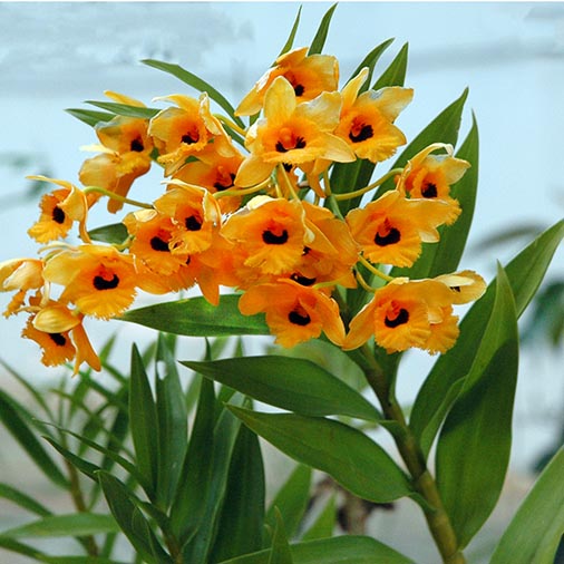Bhutan Flora Orchidee 506x506