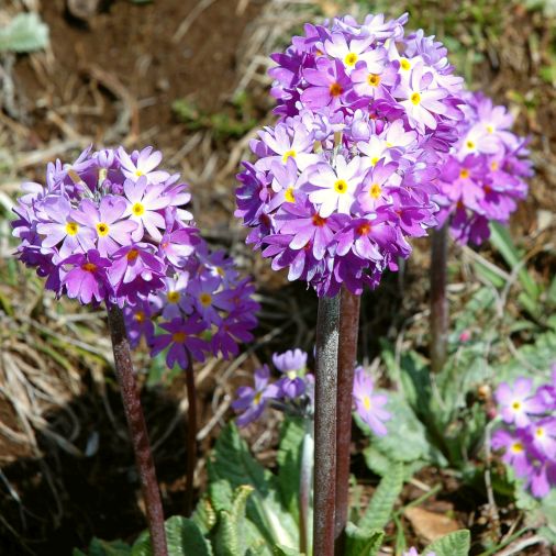 Bhutan Flora Primel DSC3000 506x506