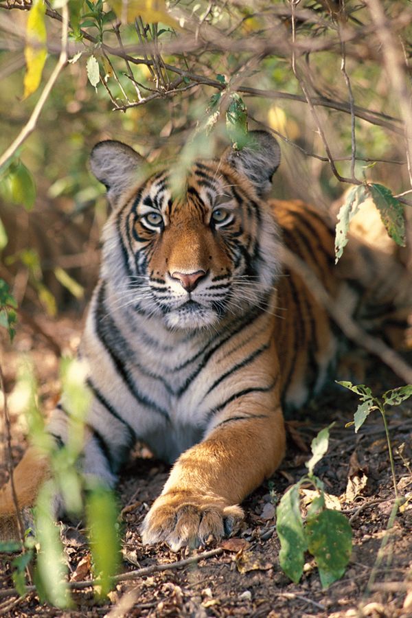 Bhutan Nationalpark Manas Tiger 900x600