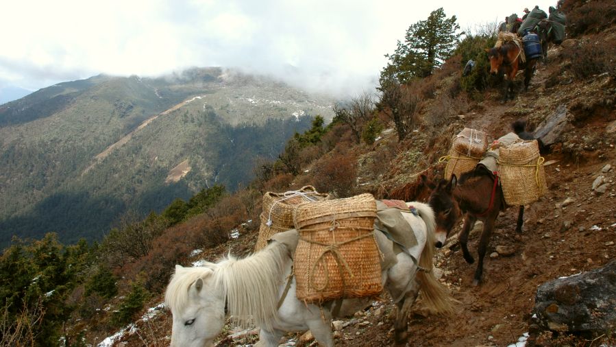 Bhutan Trekking mittel Druk Path Trek DSC 3264